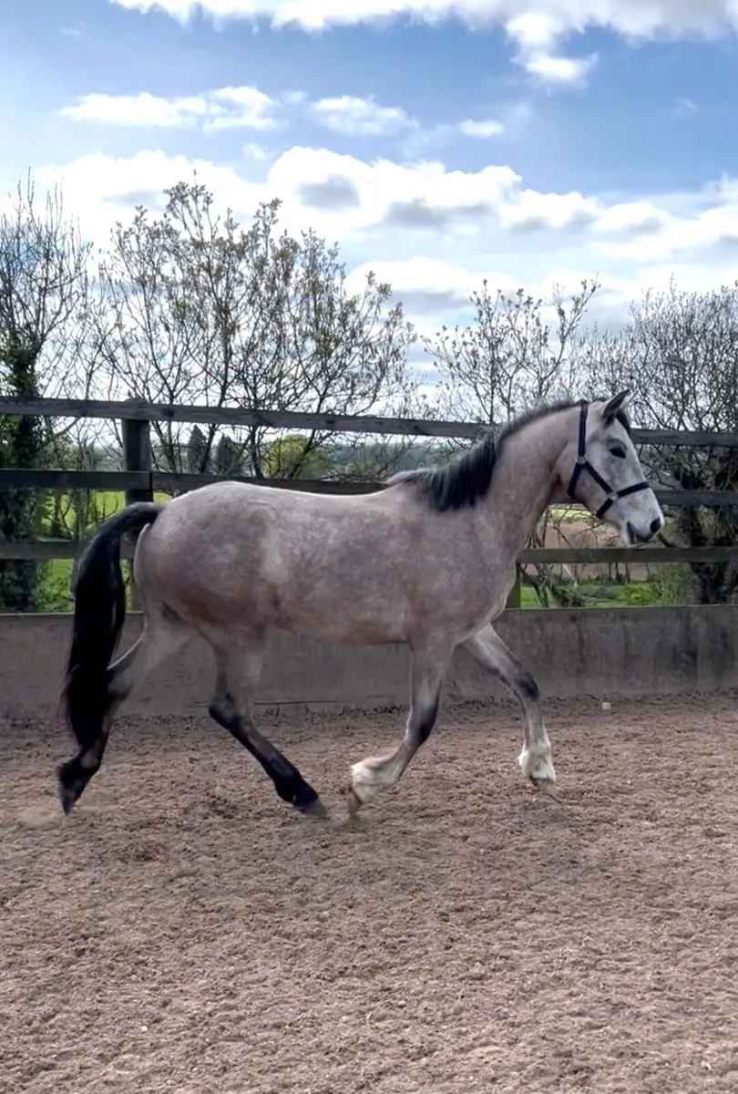 Stunning Connie x ISH 2yr old gelding for sale - t - Image 2