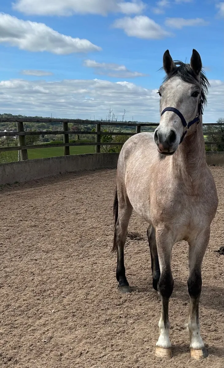 Stunning Connie x ISH 2yr old gelding for sale - t - Image 4