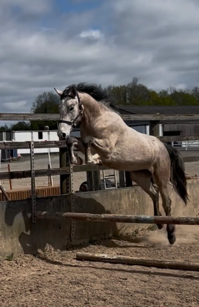 Stunning Connie x ISH 2yr old gelding for sale - t - Image 1