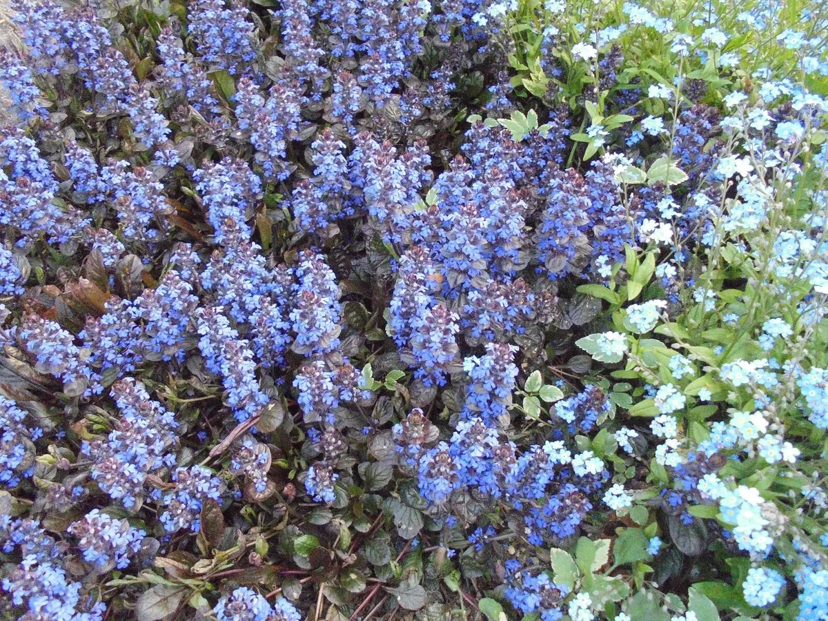 Plant