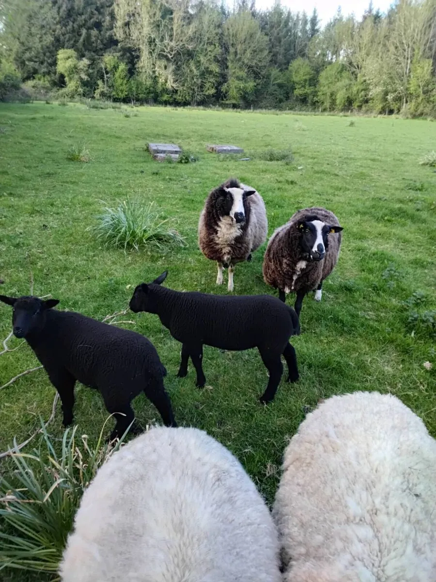 2 ewes with lambs - Image 1