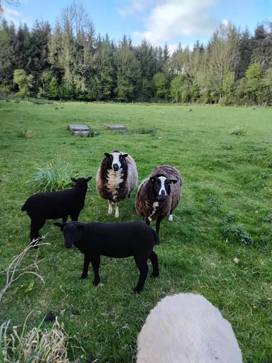 2 ewes with lambs - Image 4