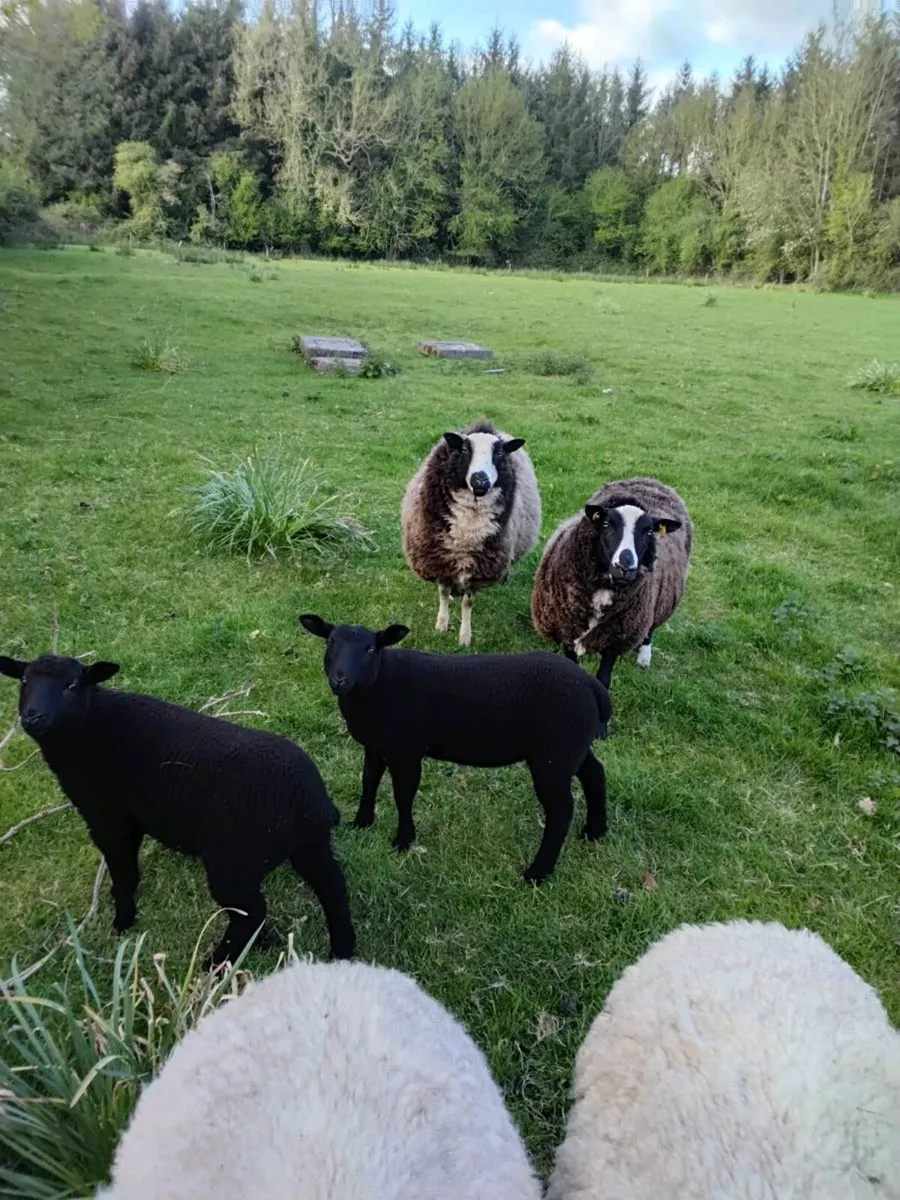2 ewes with lambs - Image 2