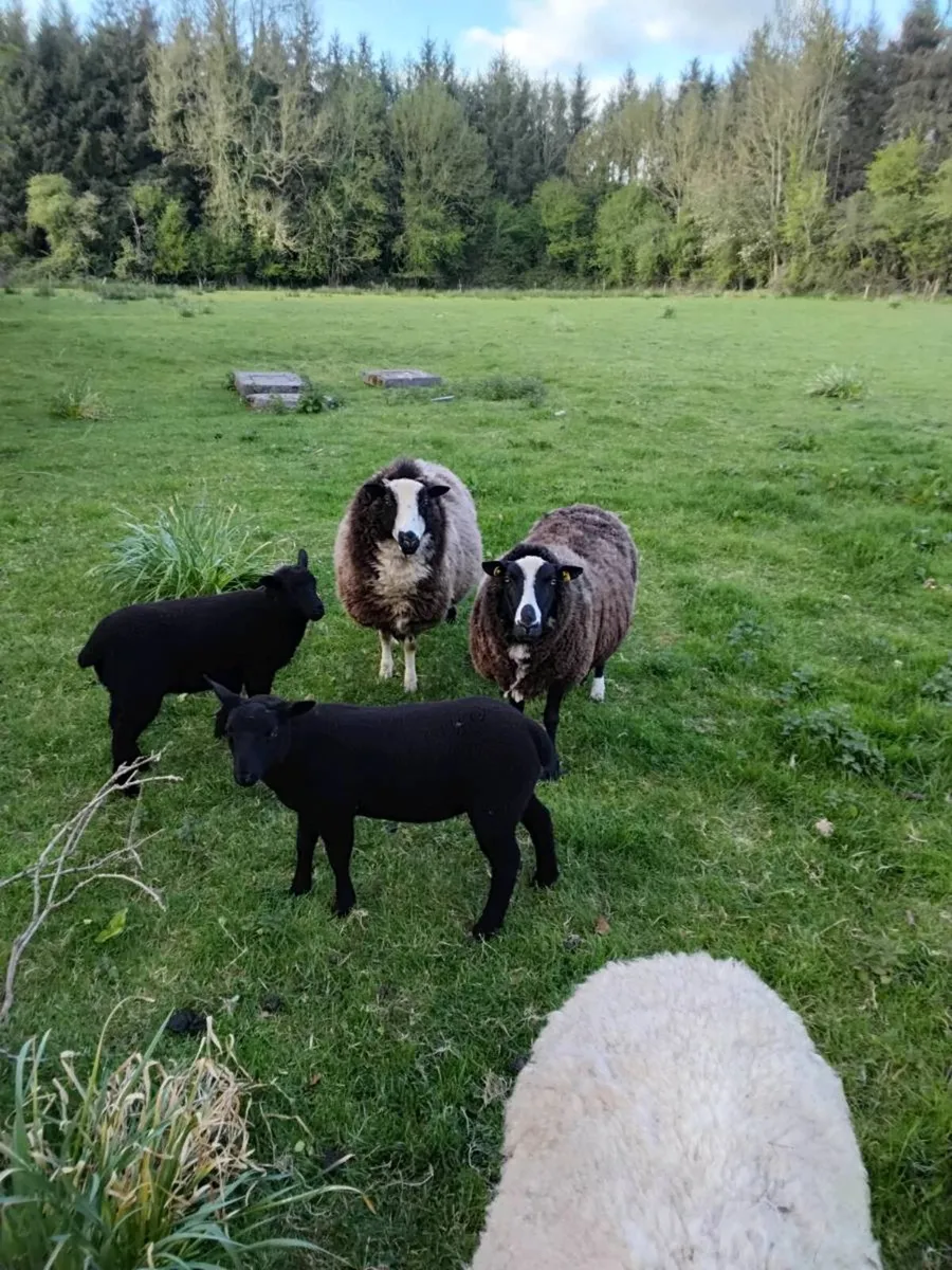 2 ewes with lambs - Image 3