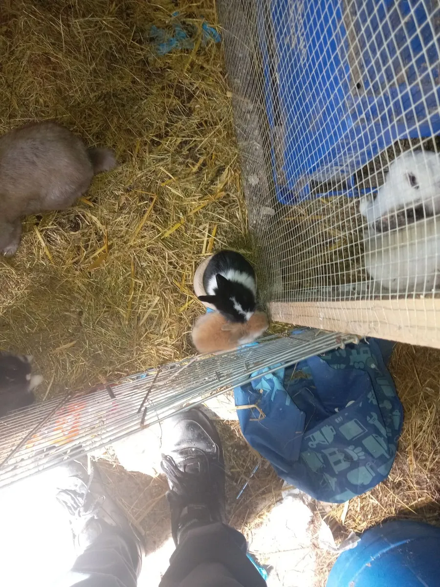 Rabbits - Image 1