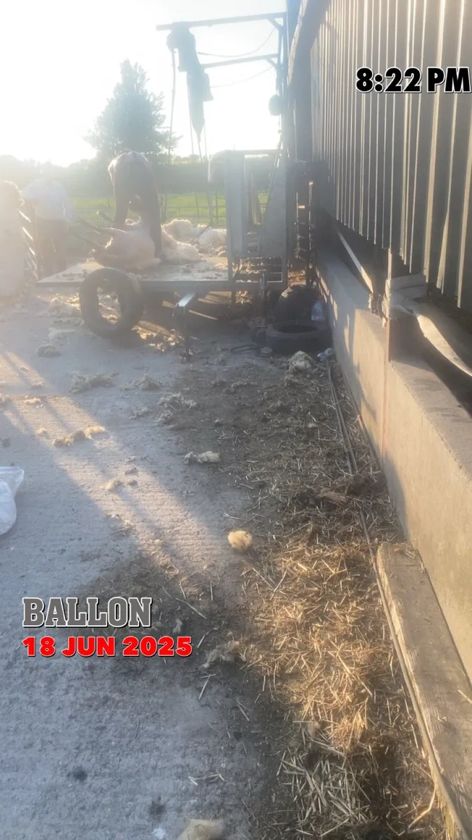 Sheep shearing - Image 4