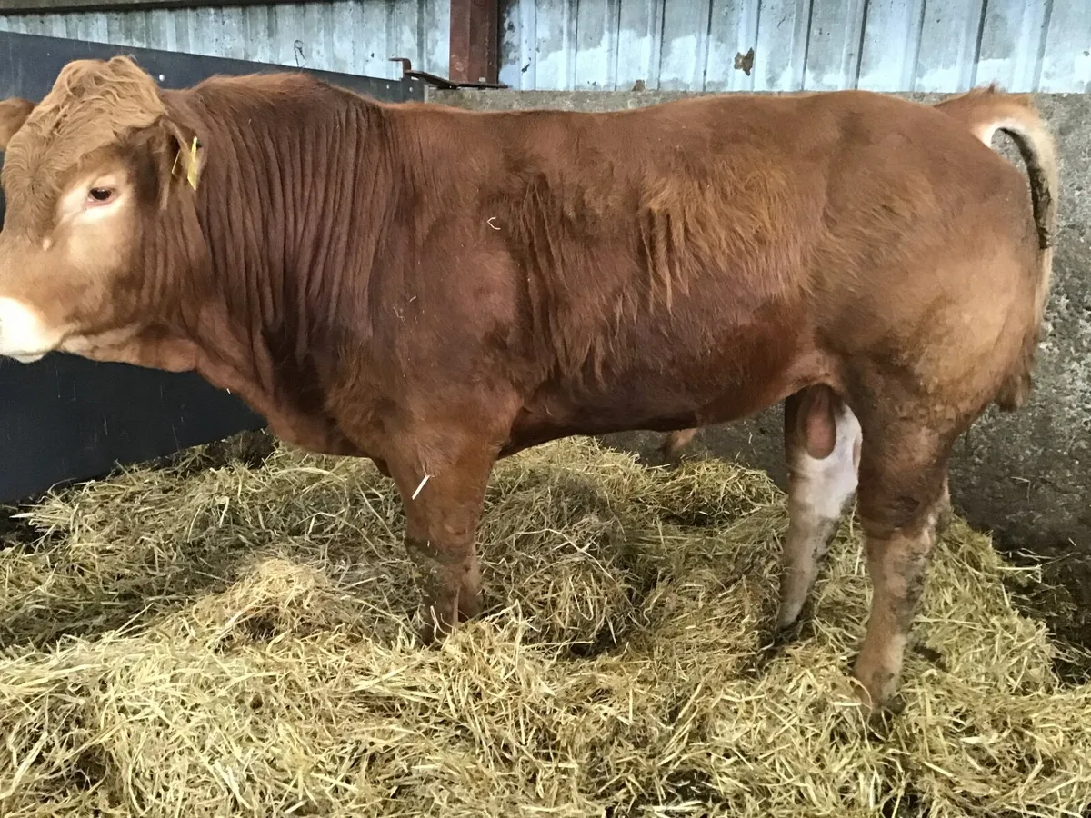 Bulls - Image 2