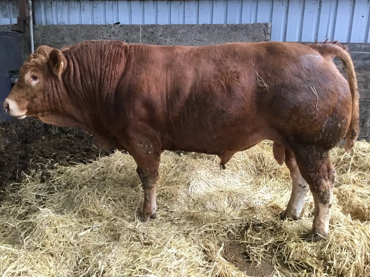 Bulls - Image 3