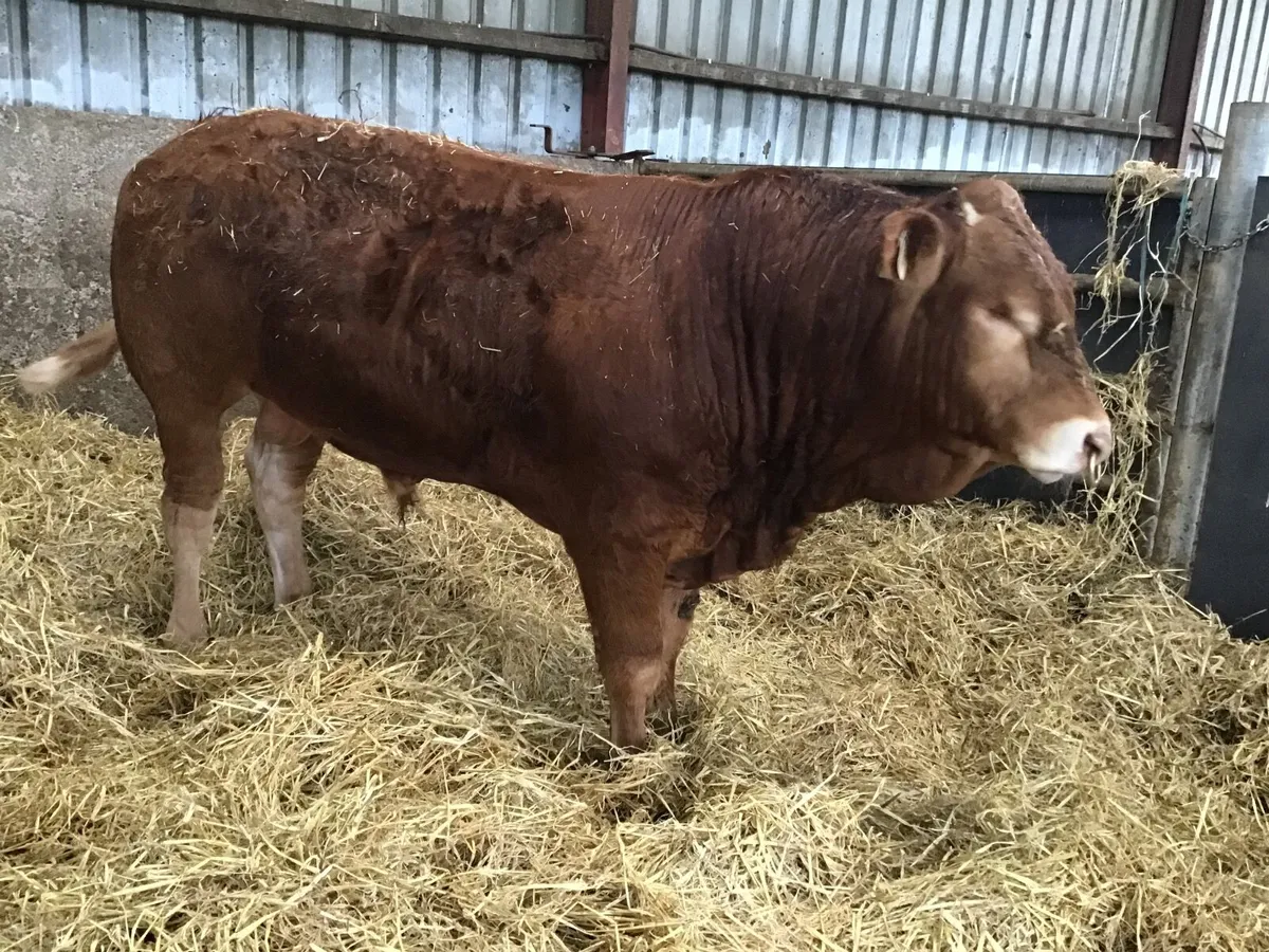 Bulls - Image 4