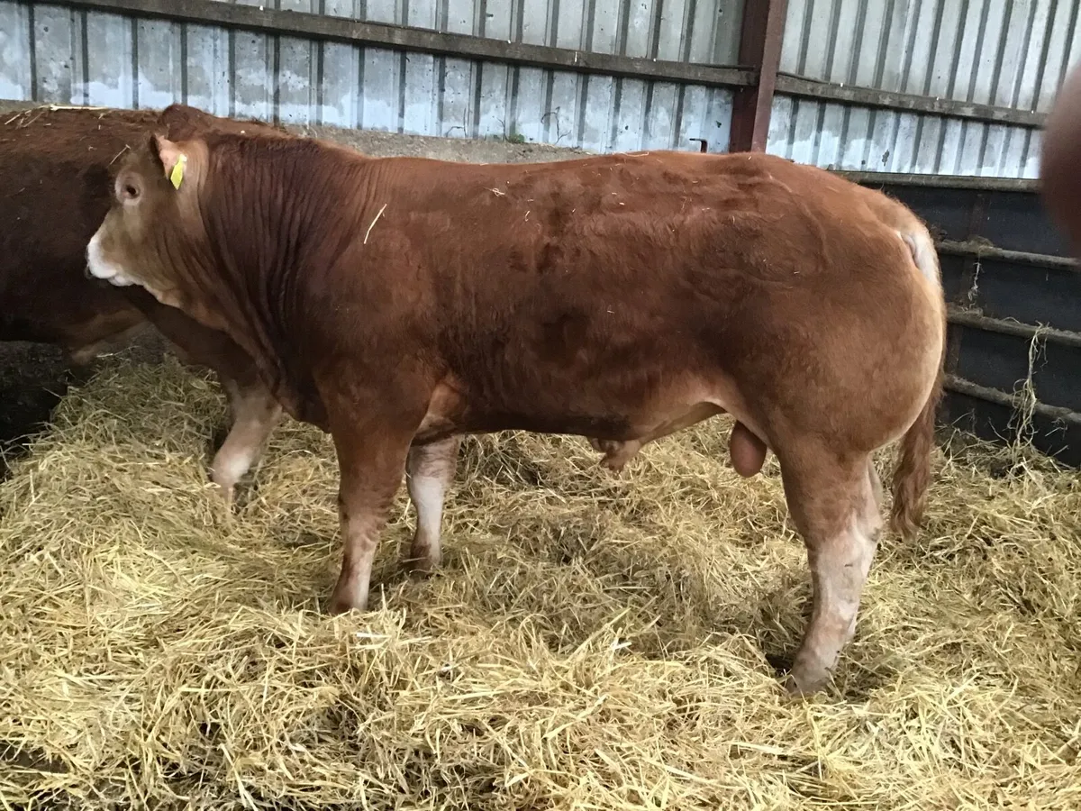 Bulls - Image 1