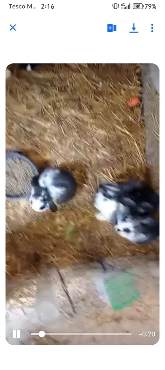 Rabbits - Image 2