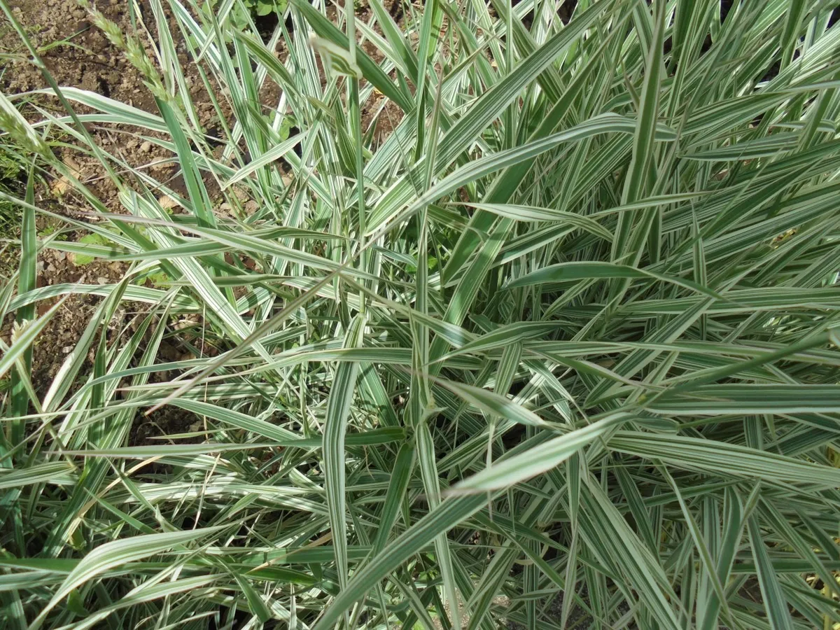 Ornamental grass