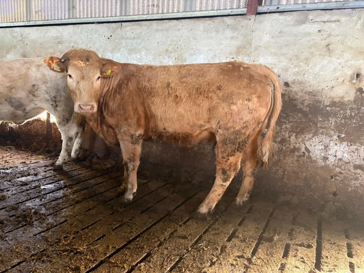7no. Heifers for SALE in Carrigallen 4th - Image 3