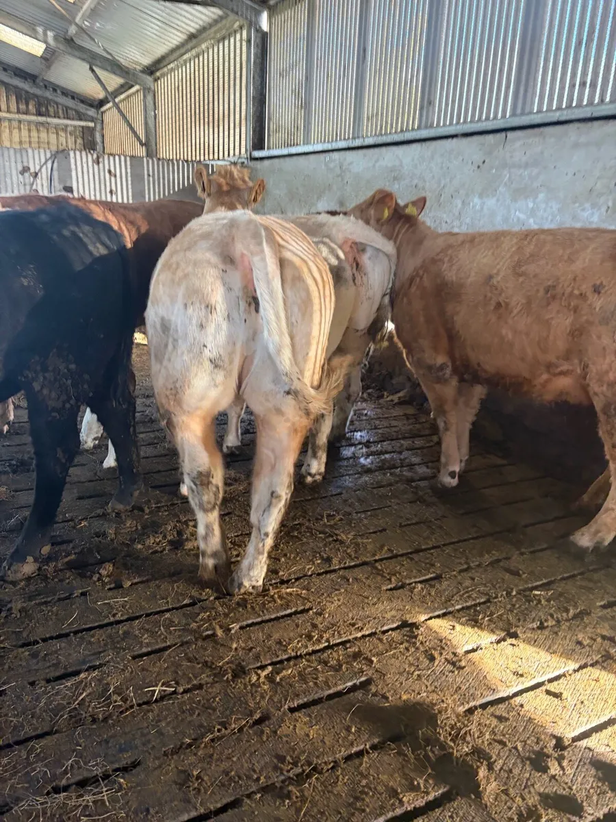 7no. Heifers for SALE in Carrigallen 4th - Image 1