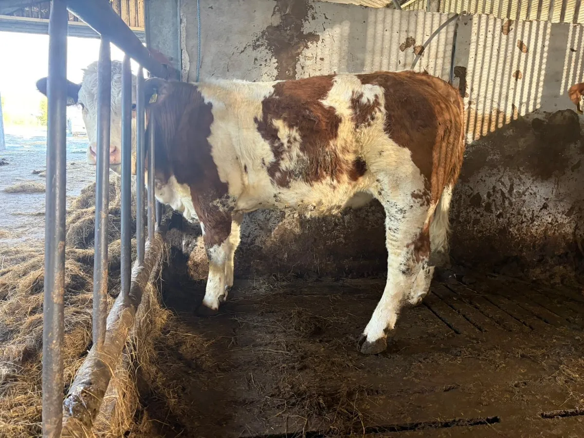 7no. Heifers for SALE in Carrigallen 4th - Image 4