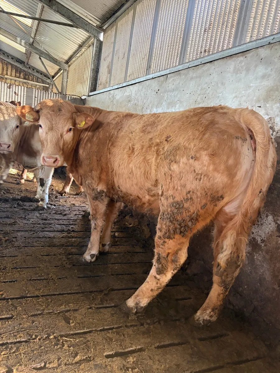 7no. Heifers for SALE in Carrigallen 4th - Image 2