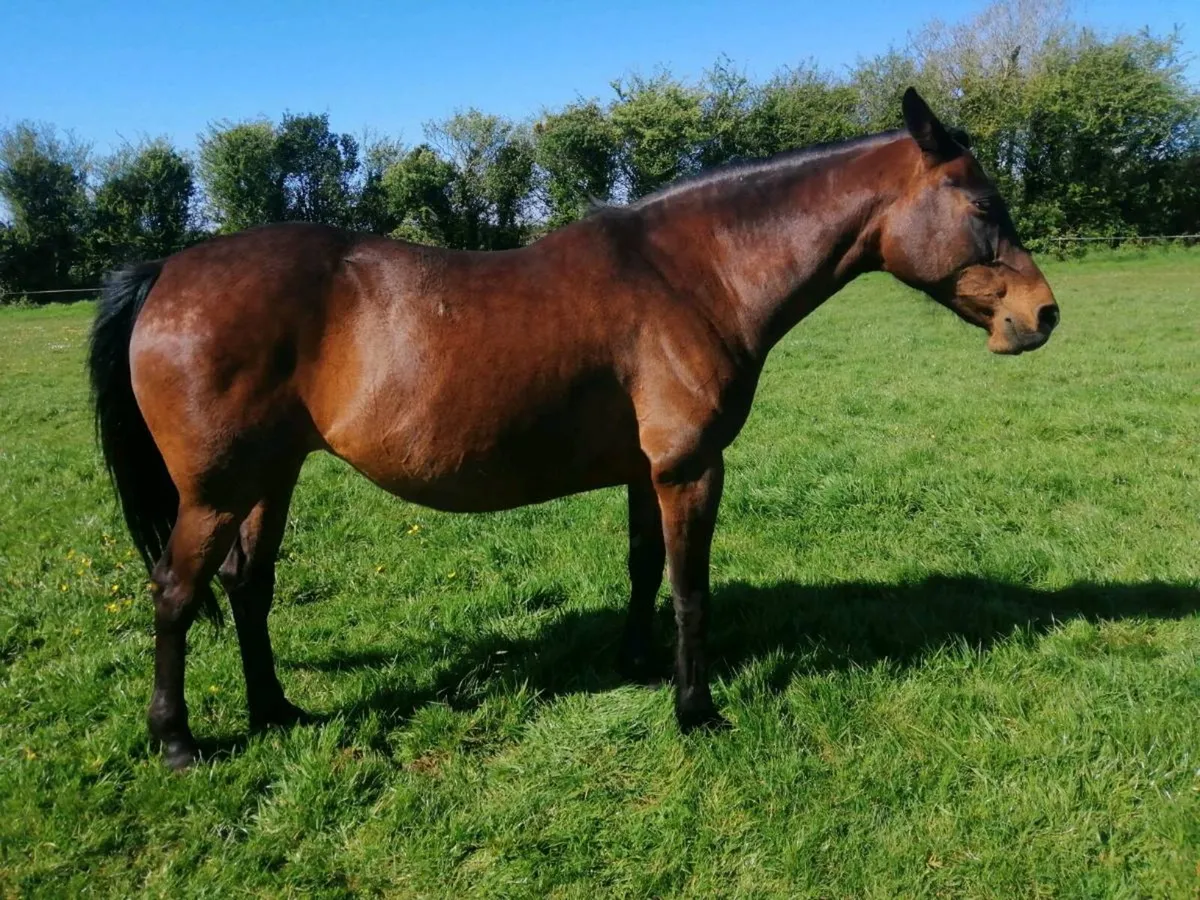 Brood mare - Image 1