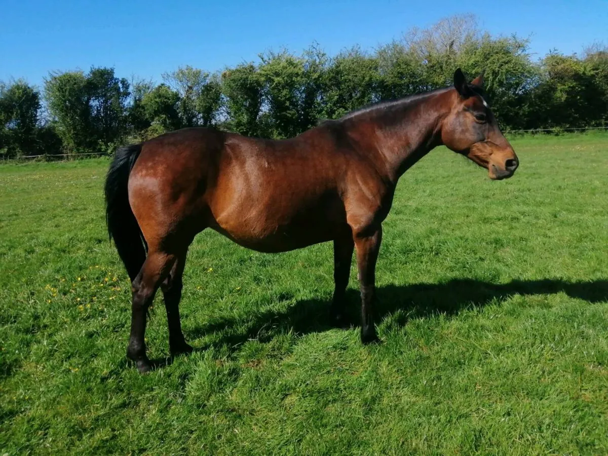 Brood mare - Image 2