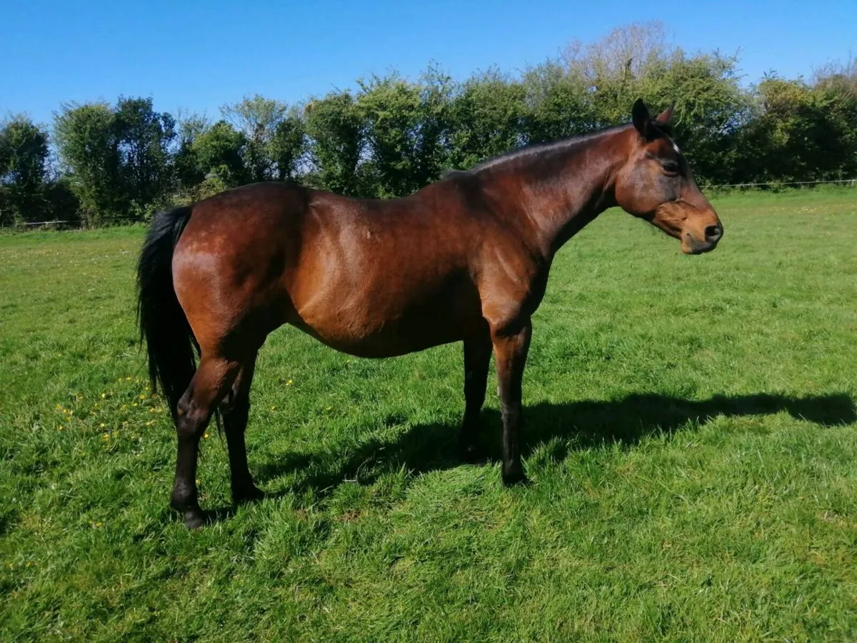 Brood mare - Image 3