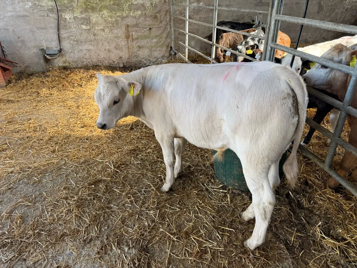 Calves - Image 1