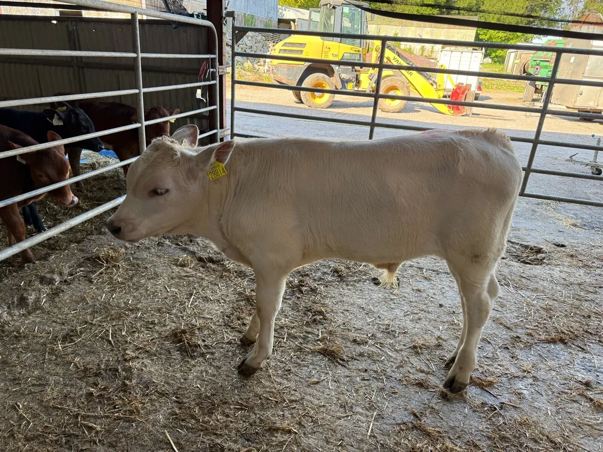 Calves - Image 2