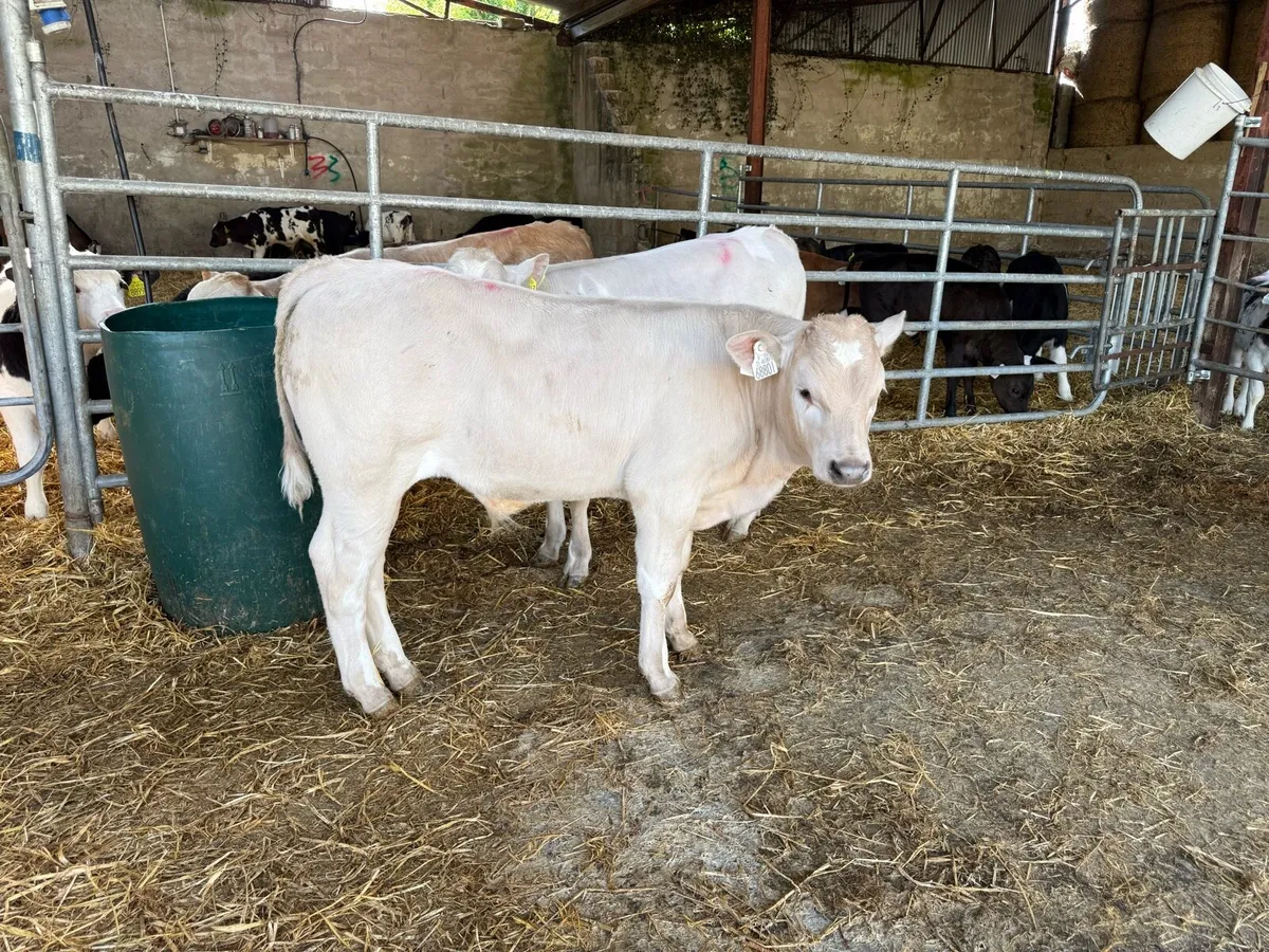 Calves - Image 3