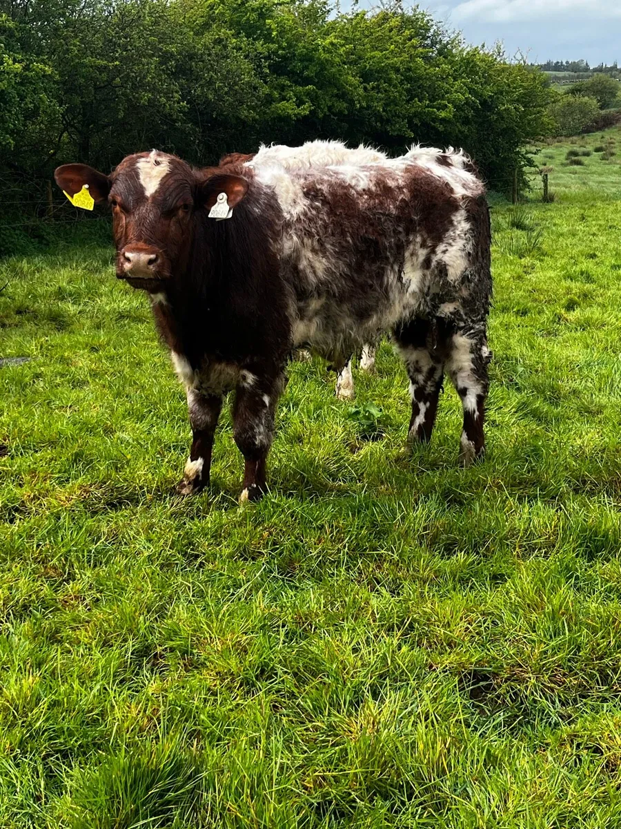 PBR Shorthorn Bull weanling - Image 1