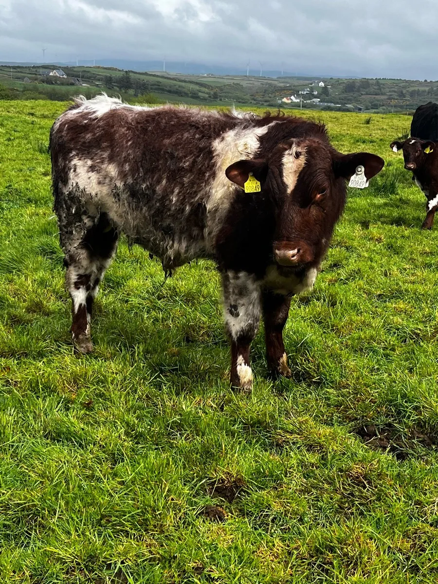 PBR Shorthorn Bull weanling - Image 2