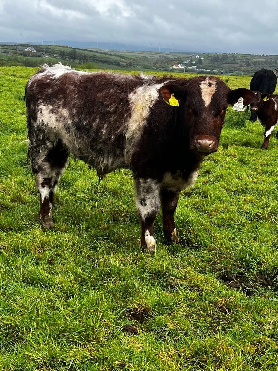 PBR Shorthorn Bull weanling - Image 3