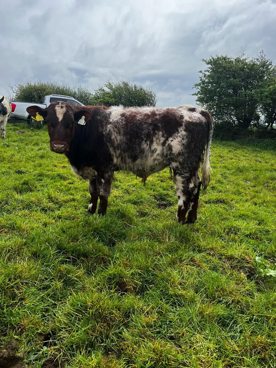 PBR Shorthorn Bull weanling - Image 4