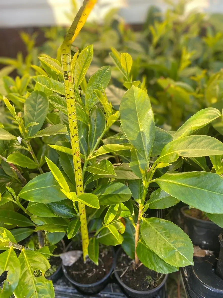 Laurel Hedging - Image 1