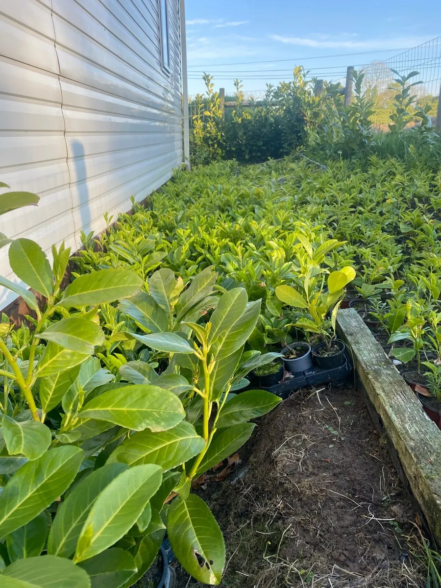 Laurel Hedging - Image 2