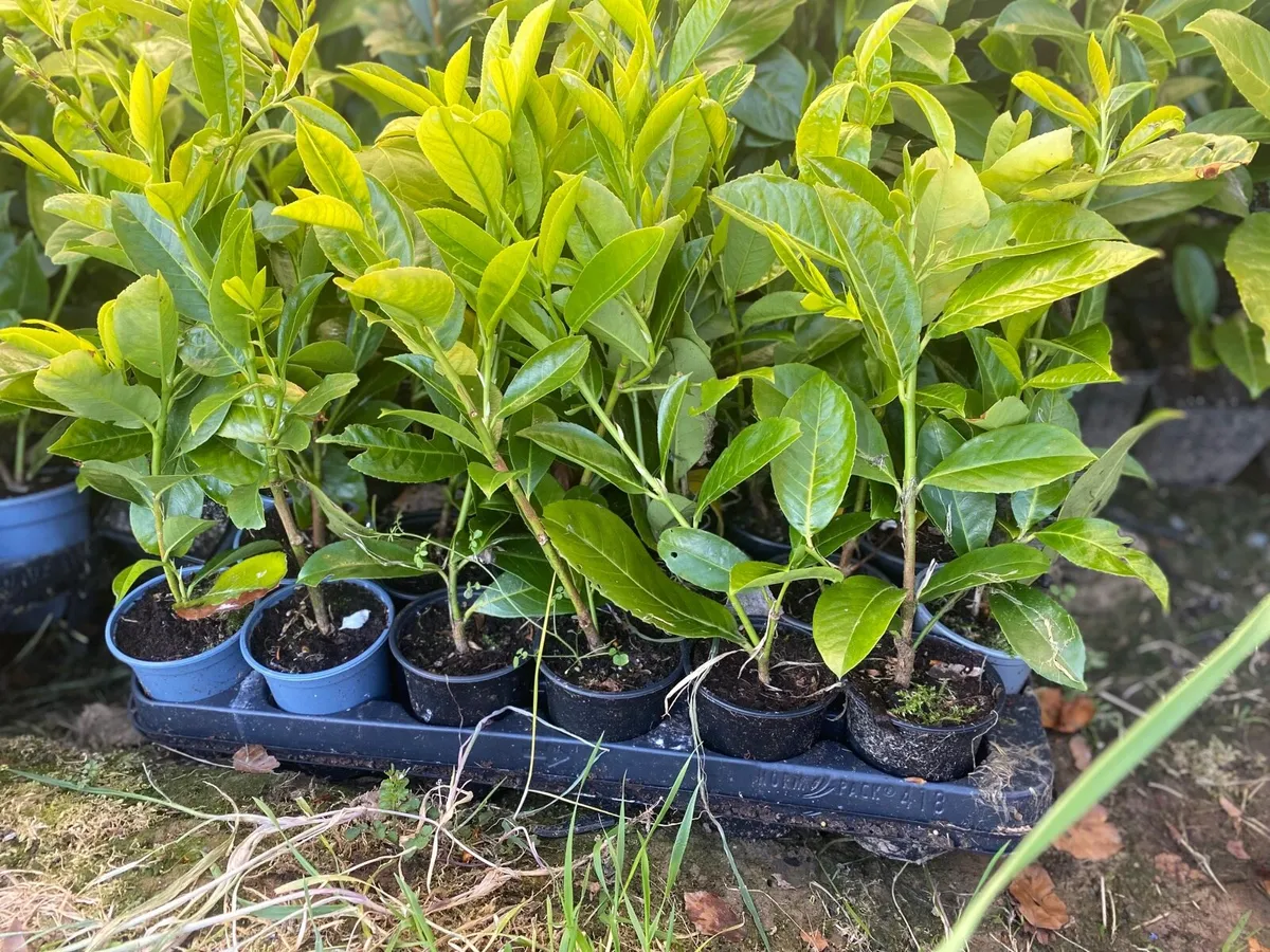 Laurel Hedging - Image 3