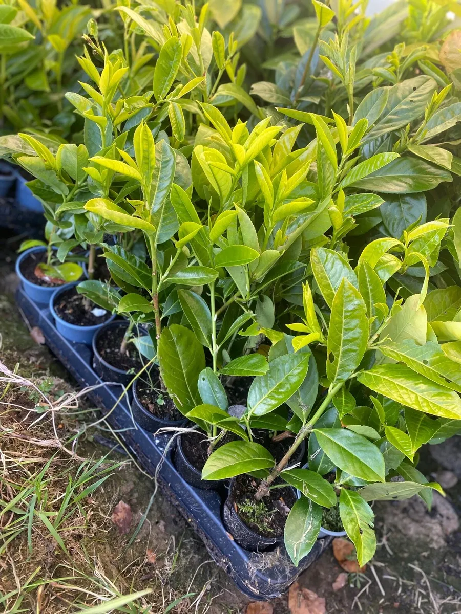 Laurel Hedging - Image 4