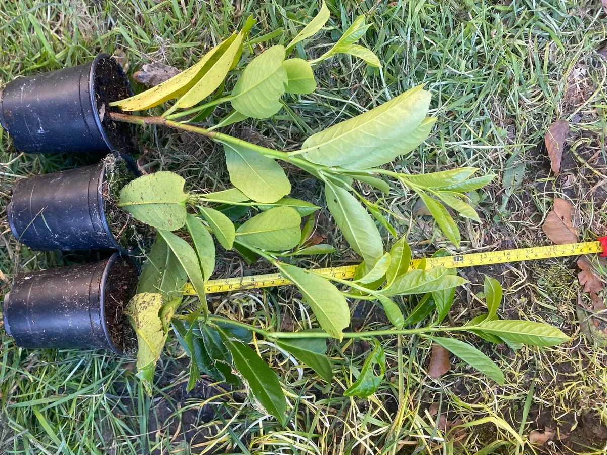 Laurel Hedging - Image 4