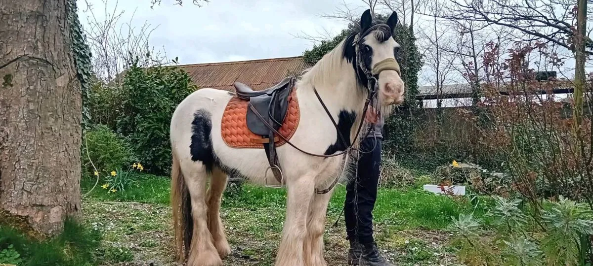 Pony - Image 1