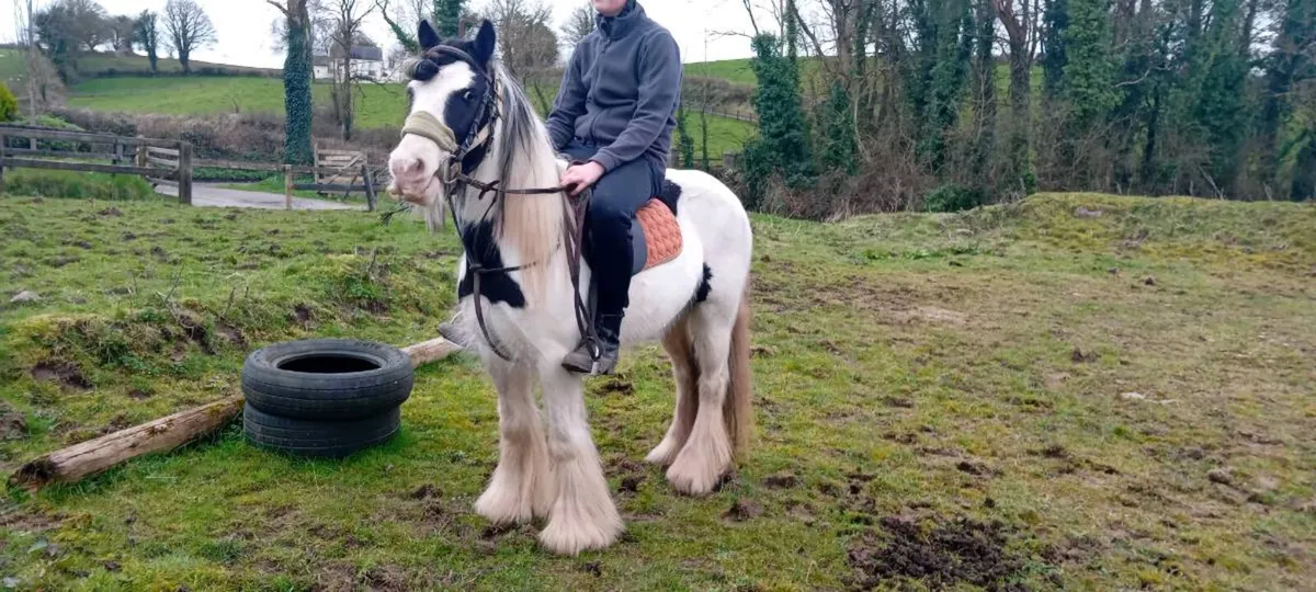Pony - Image 2