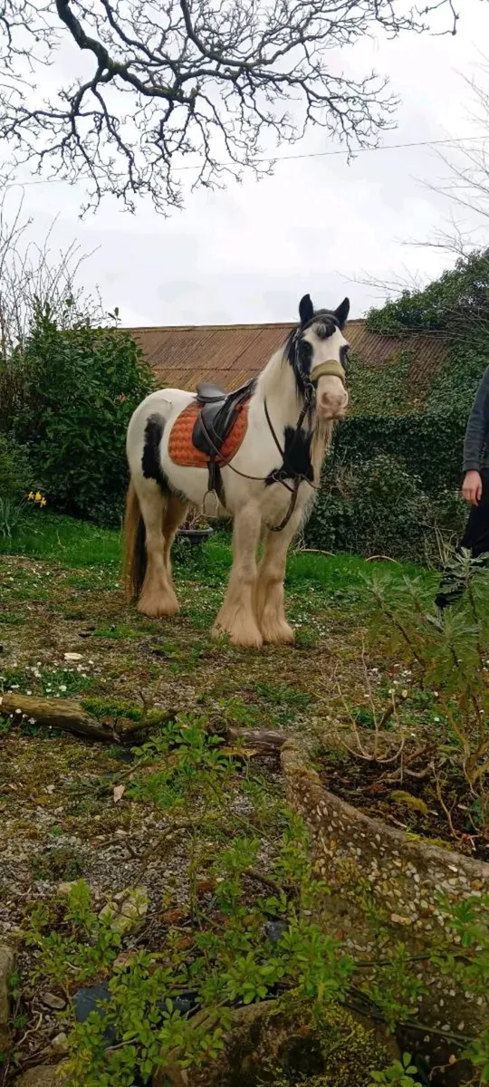 Pony - Image 3
