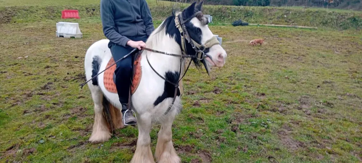 Pony - Image 4