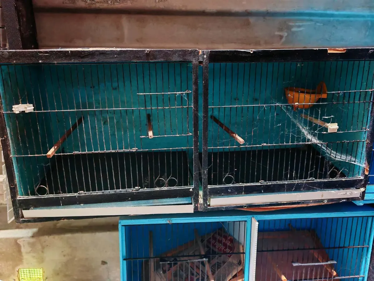 Canary breeding cages - Image 2