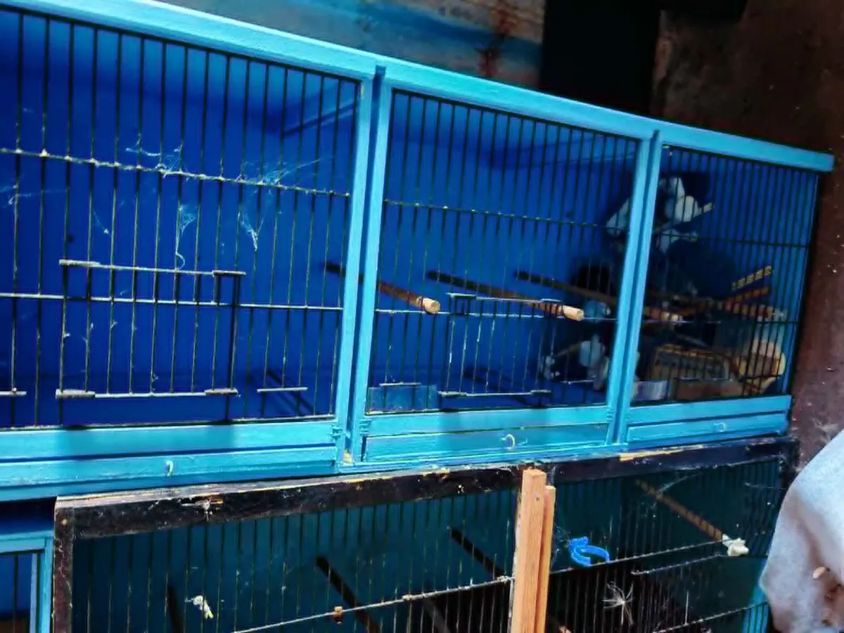 Canary breeding cages - Image 1
