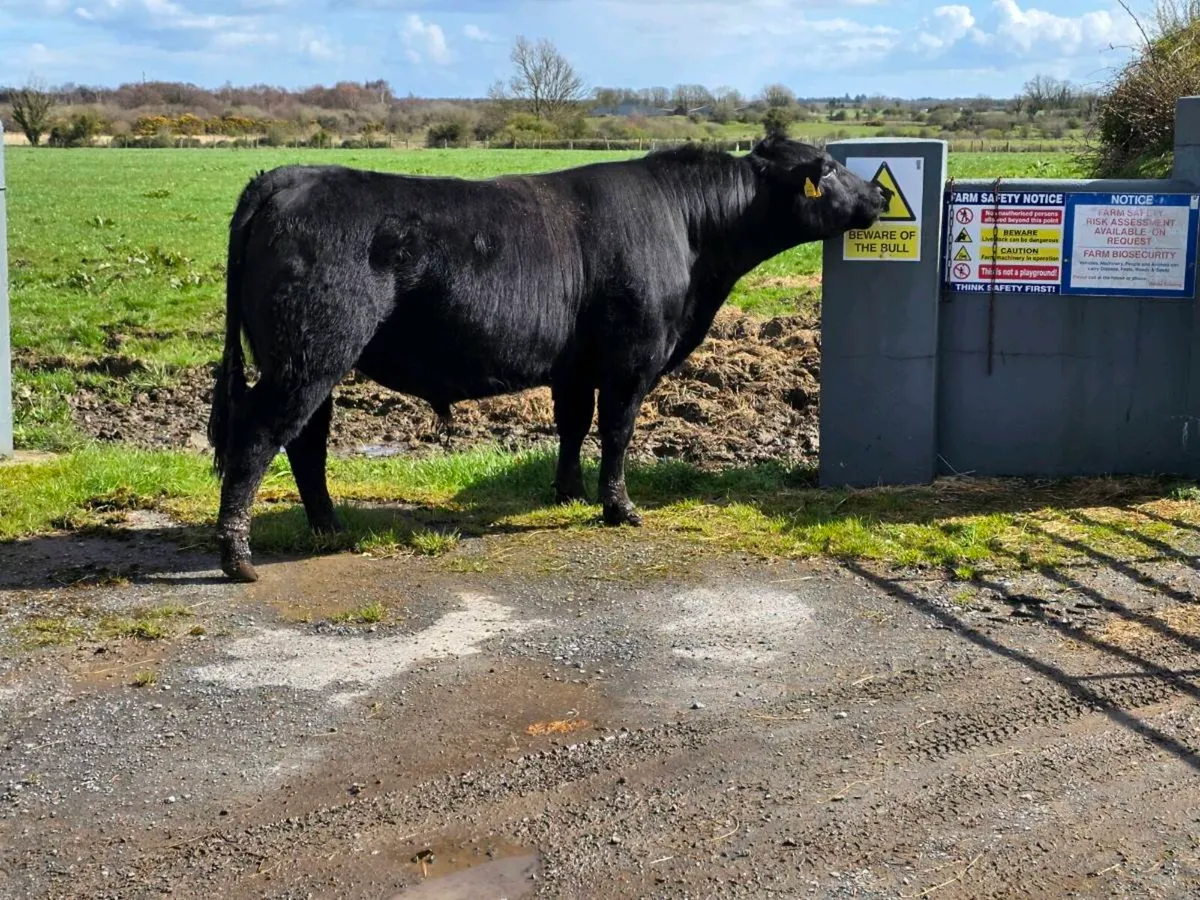 3.no AI pedigree Angus Bulls  ⭐️⭐️⭐️⭐️⭐️ - Image 1