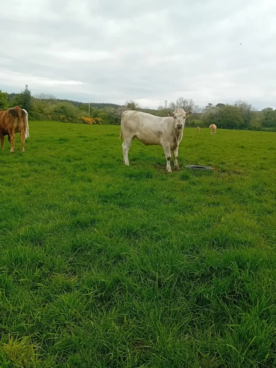 Suckler Heifers S O L D - Image 2