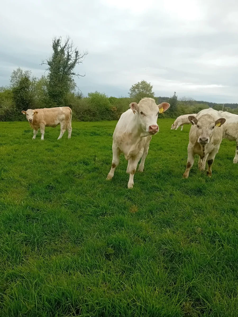 Suckler Heifers S O L D - Image 3