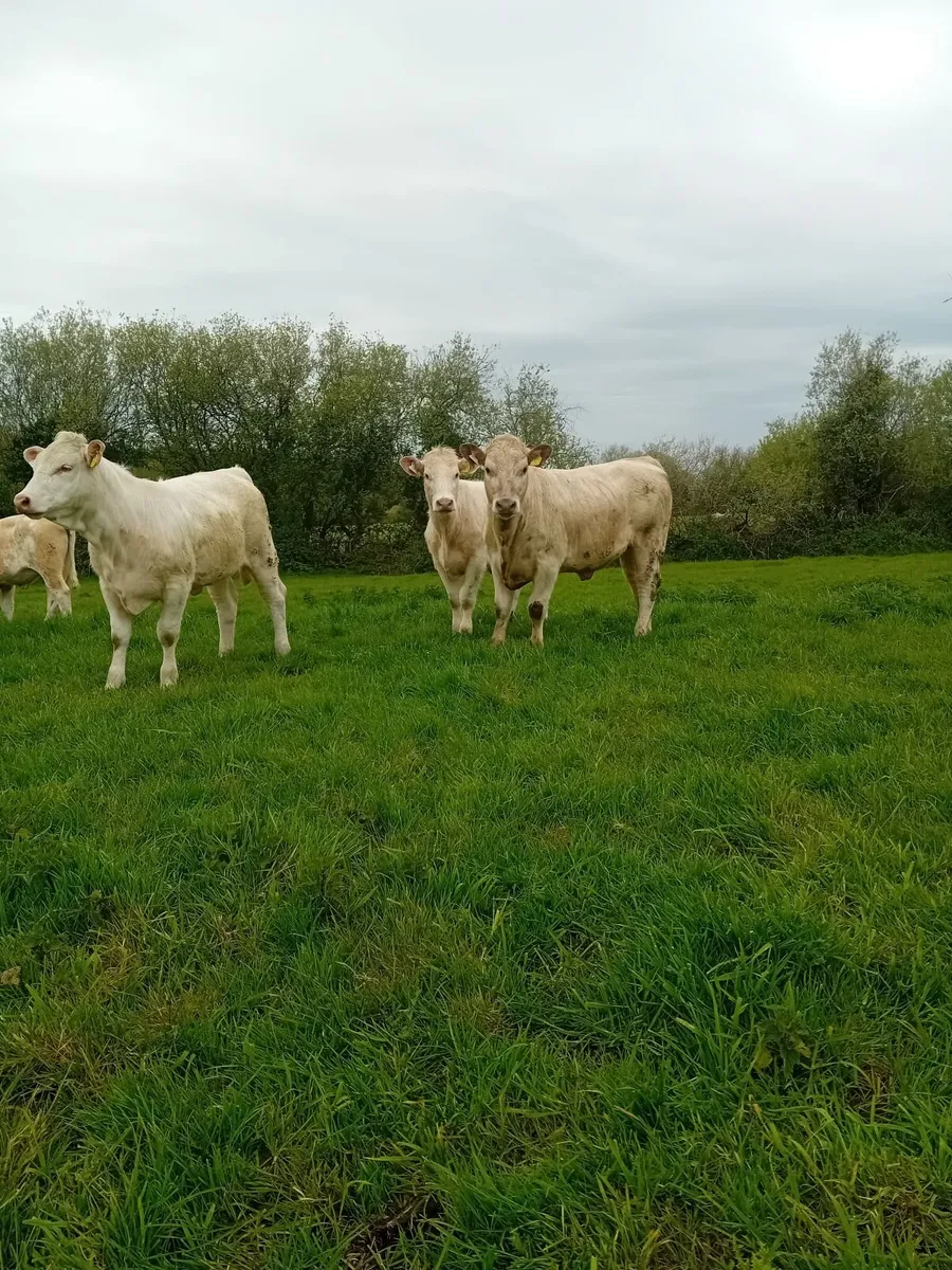 Suckler Heifers S O L D - Image 1