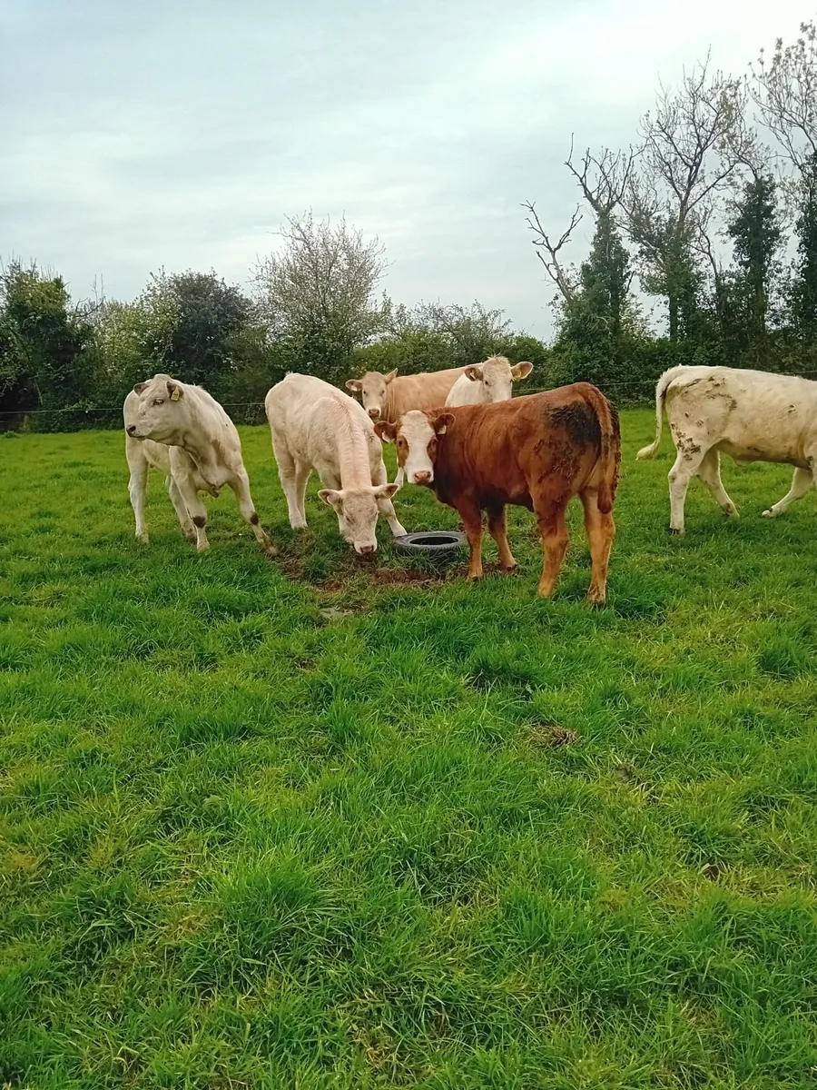 Suckler Heifers S O L D - Image 4