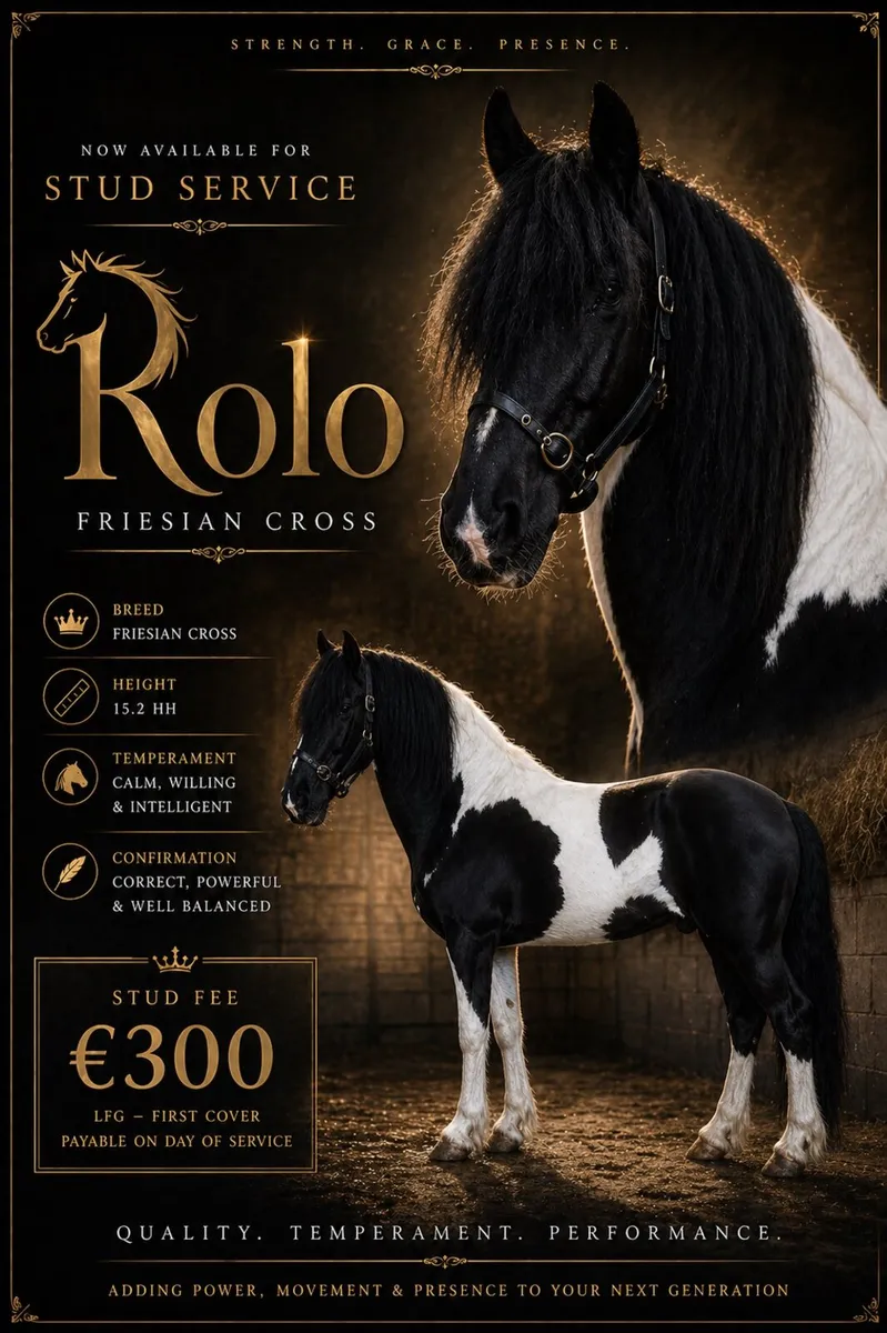 Friesian x Stallion standing at stud