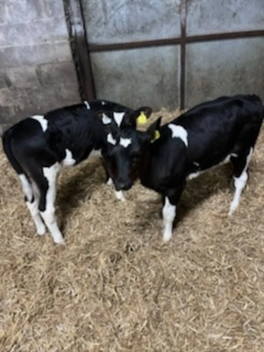 Friesian Heifer Calves - Image 1