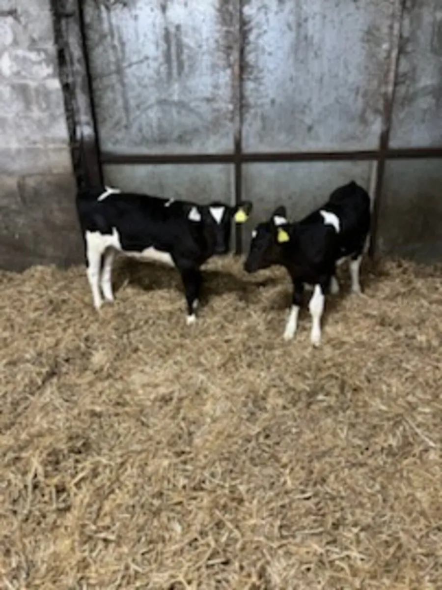 Friesian Heifer Calves - Image 2