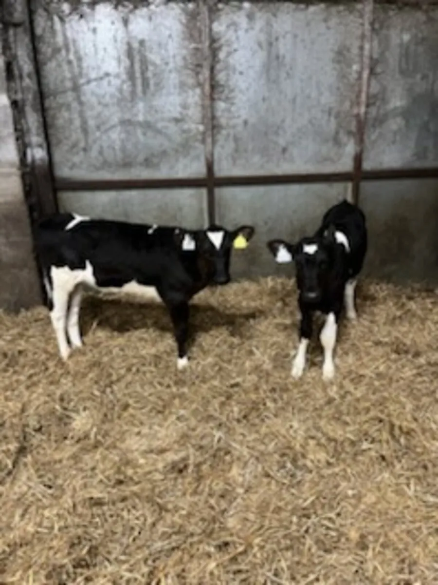 Friesian Heifer Calves - Image 3